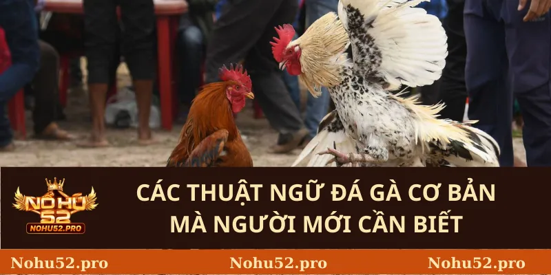 Các Thuật Ngữ Đá Gà Cơ Bản Mà Người Mới Cần Biết