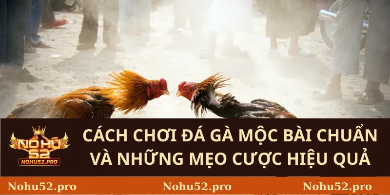 Cách Chơi Đá Gà Mộc Bài Chuẩn Và Những Mẹo Cược Hiệu Quả