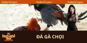đá gà chọi