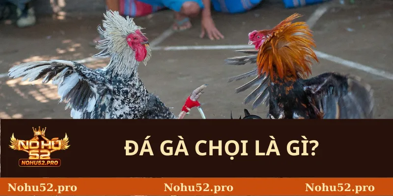 Đá Gà Chọi Là Gì? 
