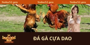 đá gà cựa dao
