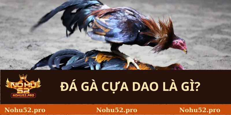 Đá Gà Cựa Dao Là Gì?