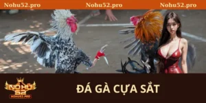 đá gà cựa sắt
