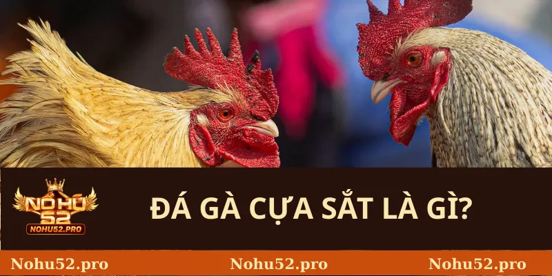 Đá Gà Cựa Sắt Là Gì?