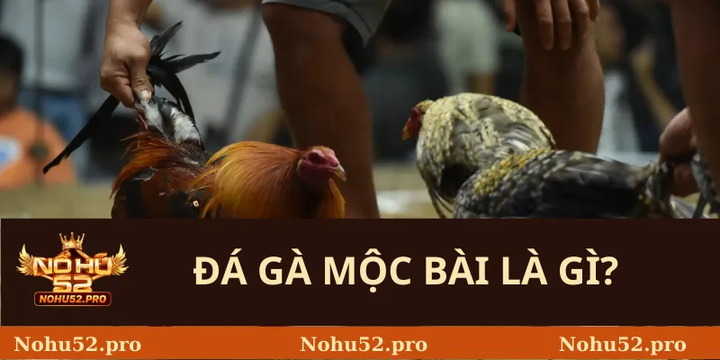 Đá Gà Mộc Bài Là Gì? 