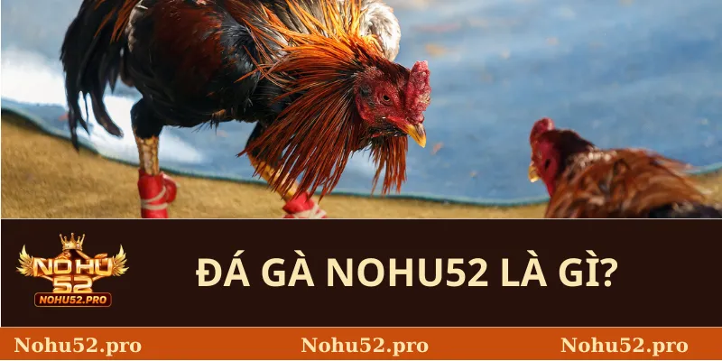 Đá Gà Nohu52 là gì? 