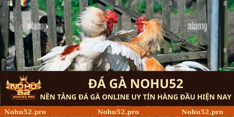 Đá Gà Nohu52 – Nền tảng đá gà online uy tín hàng đầu hiện nay