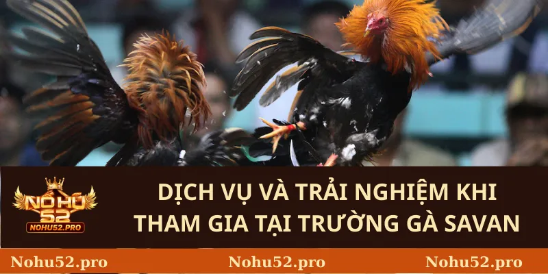 Dịch Vụ Và Trải Nghiệm Khi Tham Gia Tại Trường Gà Savan