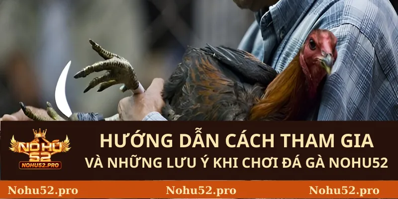 Hướng dẫn cách tham gia và những lưu ý khi chơi Đá Gà Nohu52