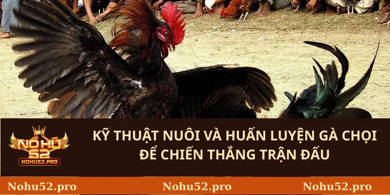 Kỹ Thuật Nuôi Và Huấn Luyện Gà Chọi Để Chiến Thắng Trận Đấu