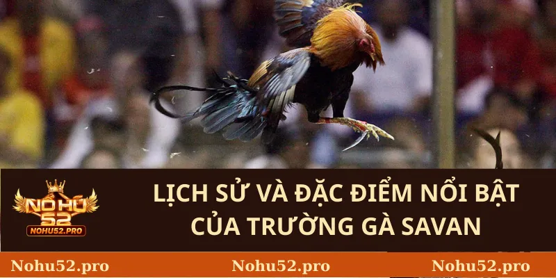 Lịch Sử Và Đặc Điểm Nổi Bật Của Trường Gà Savan