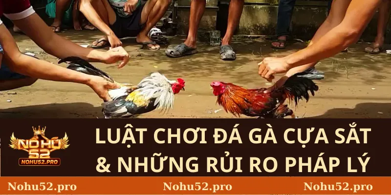 Luật Chơi Đá Gà Cựa Sắt & Những Rủi Ro Pháp Lý