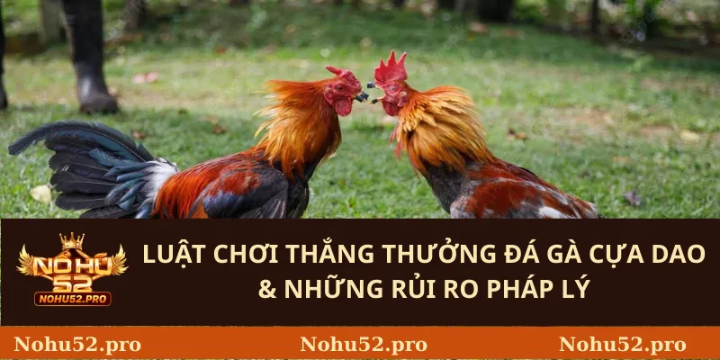 Luật Chơi thắng thưởng đá gà cựa dao & Những Rủi Ro Pháp Lý