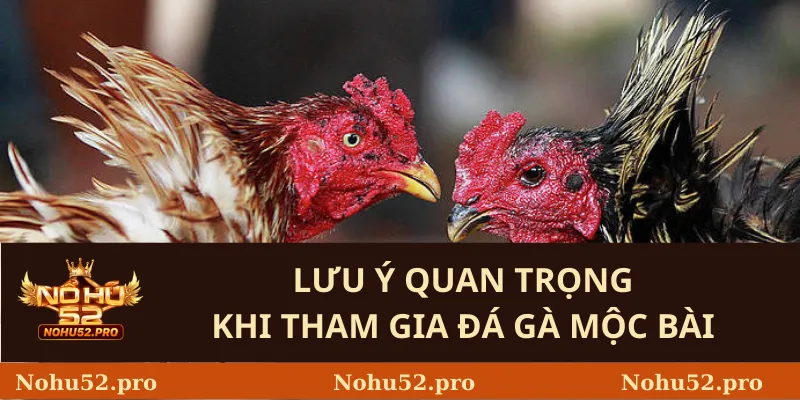 Lưu Ý Quan Trọng Khi Tham Gia Đá Gà Mộc Bài
