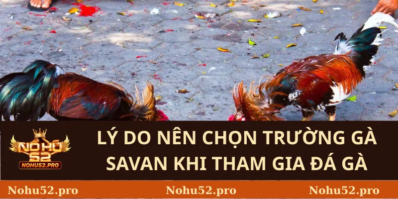 Lý Do Nên Chọn Trường Gà Savan Khi Tham Gia Đá Gà