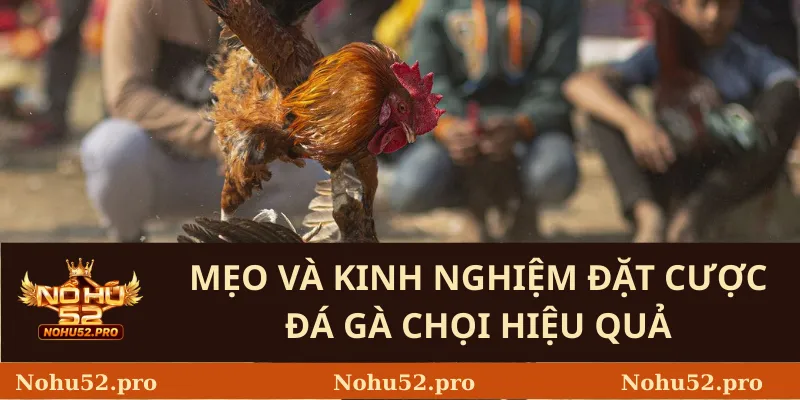 Mẹo Và Kinh Nghiệm Đặt Cược Đá Gà Chọi Hiệu Quả