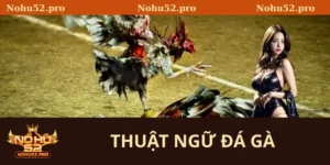 thuật ngữ đá gà