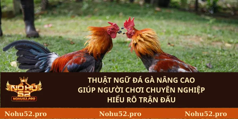 Thuật Ngữ Đá Gà Nâng Cao Giúp Người Chơi Chuyên Nghiệp Hiểu Rõ Trận Đấu
