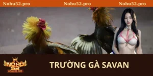 Trường gà Savan
